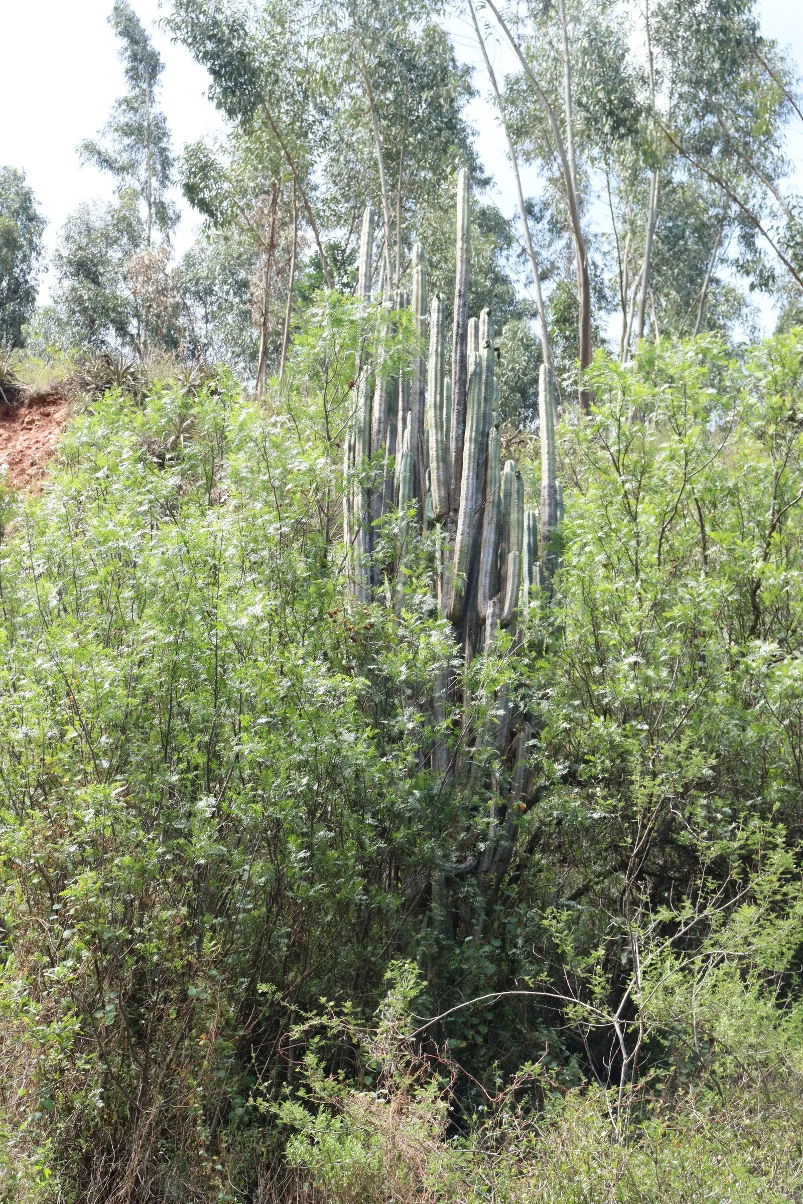 San Pedro Cactus (Trichocereus Pachanoi) — The San Pedro Cactus, or Trichocereus pachanoi, is a fast-growing columnar cactus native to the Andes, image 43