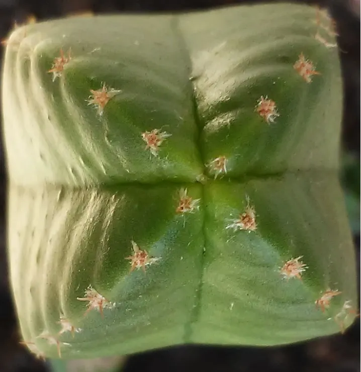 San Pedro Cactus (Trichocereus Pachanoi) — consider its dramatic vertical form as a focal point among lower-growing succulents and xeriscape, image 59