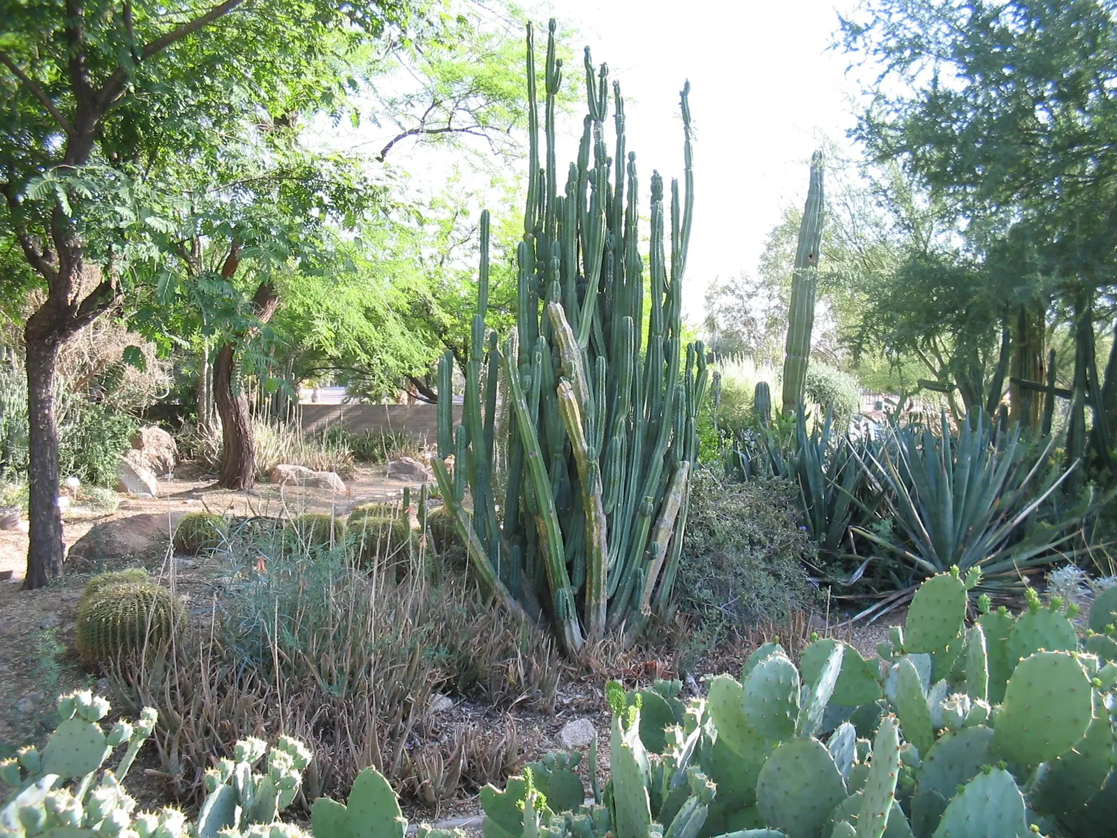 San Pedro Cactus (Trichocereus Pachanoi) — The San Pedro Cactus typically grows with a single