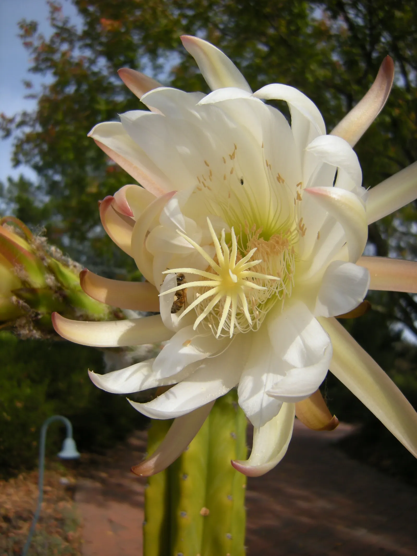San Pedro Cactus (Trichocereus Pachanoi) — It reaches heights of 10-20 feet at maturity with a diameter of 6-8 inches; it grows at a moderate rate, image 65
