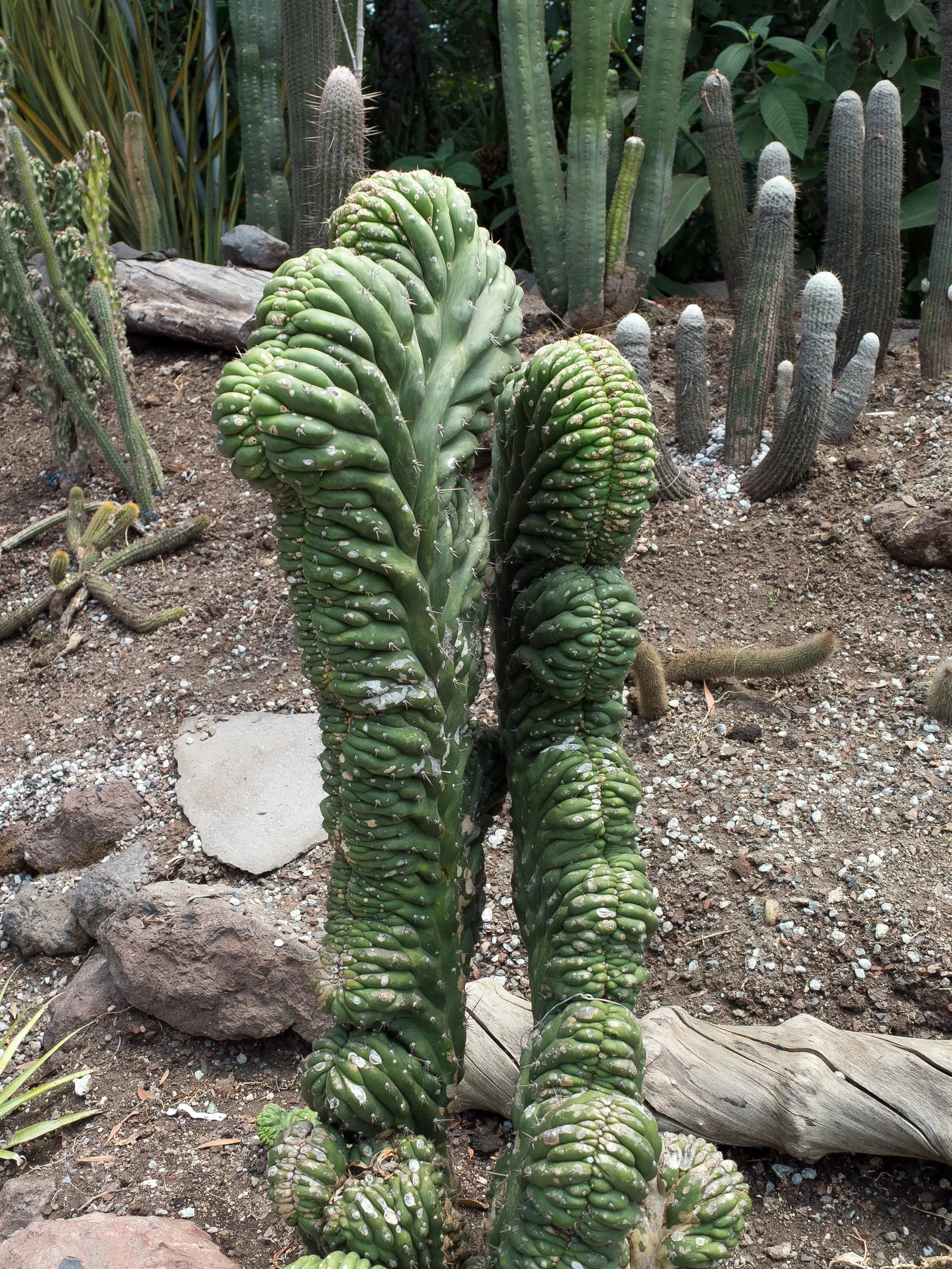 San Pedro Cactus (Trichocereus Pachanoi) — This plant is well suited for a prominent spot in your garden design due to its impressive and sculptural form