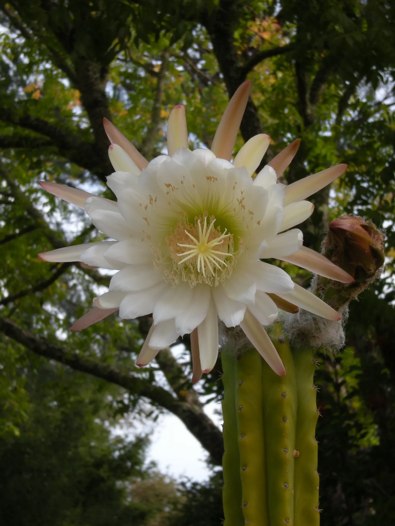 San Pedro Cactus (Trichocereus Pachanoi) — making it ideal for water-wise landscapes.<br><br>When designing a garden with the San Pedro Cactus, image 58