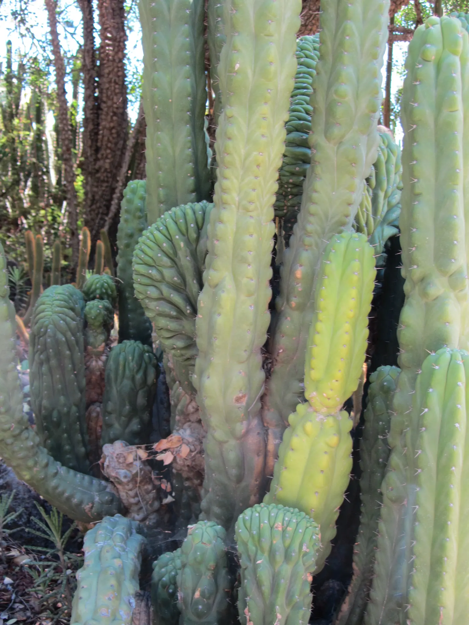 San Pedro Cactus (Trichocereus Pachanoi) — scientifically known as Trichocereus pachanoi; it grows at a moderate rate of about 4 to 12 inches per, image 68