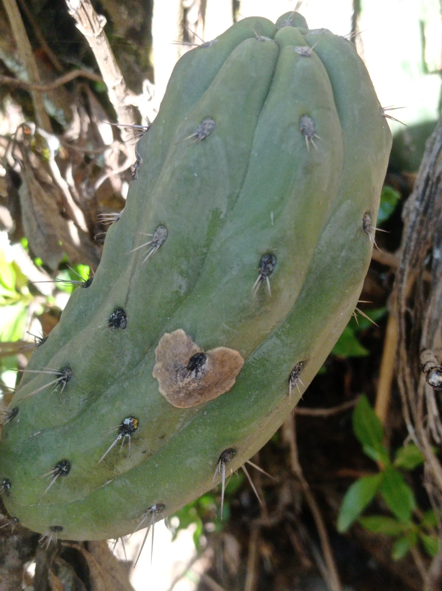 San Pedro Cactus (Trichocereus Pachanoi) — scientifically known as Trichocereus pachanoi; it grows at a moderate rate of about 4 to 12 inches per year