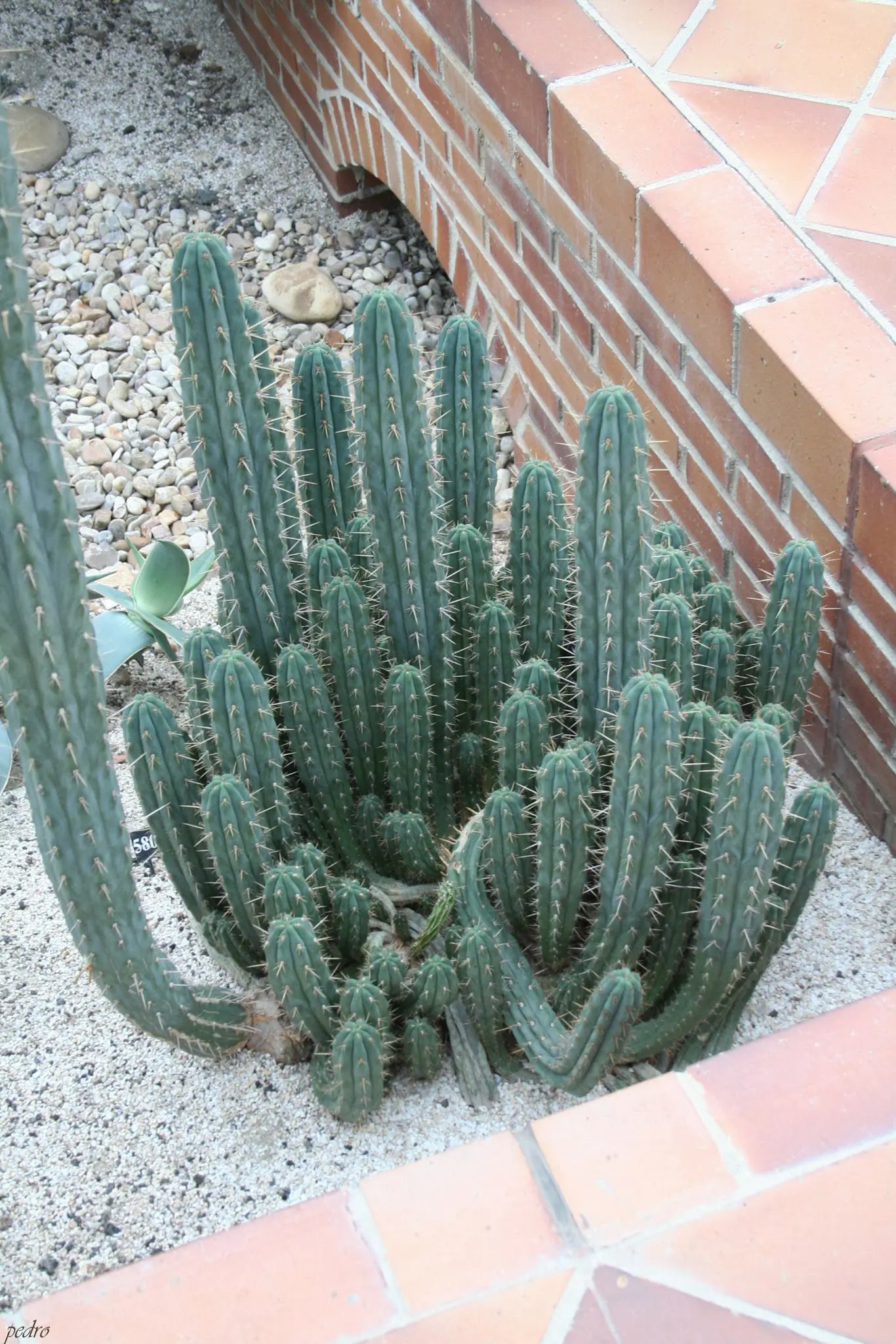 San Pedro Cactus (Trichocereus Pachanoi) — As a drought-tolerant plant