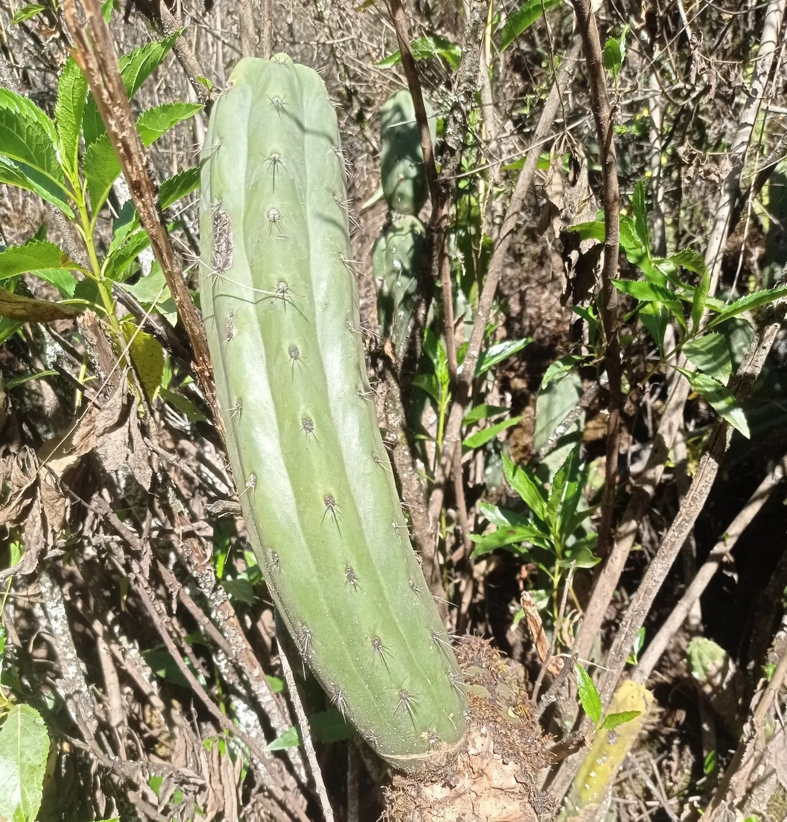 San Pedro Cactus (Trichocereus Pachanoi) — is a columnar cactus native to the Andes Mountains in South America; it provides architectural interest and an