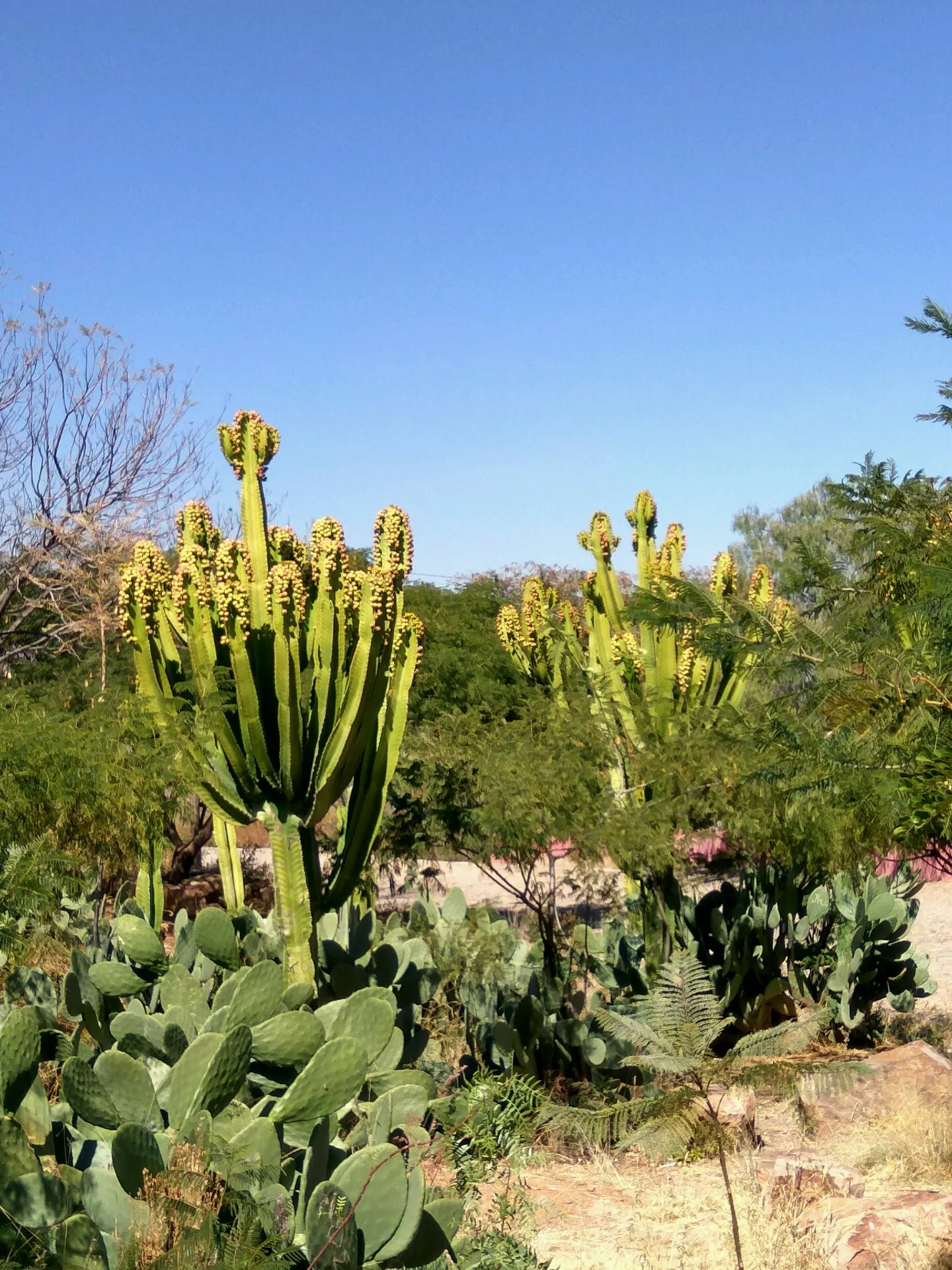 San Pedro Cactus (Trichocereus Pachanoi) — cactus with white blooms; it grows at a moderate rate of about 4 to 12 inches per year, image 62