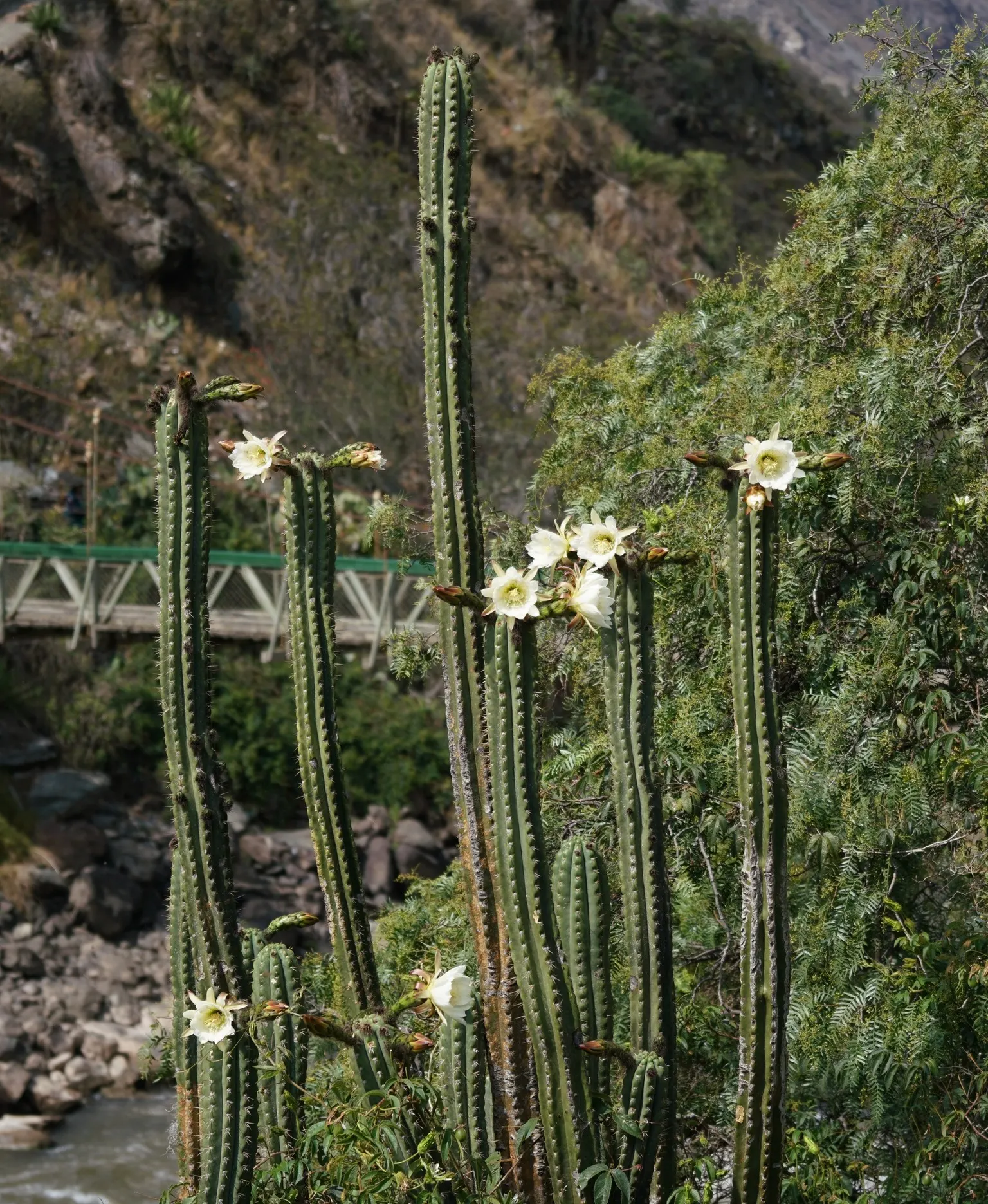 San Pedro Cactus (Trichocereus Pachanoi) — which can reach heights of 10 to 20 feet at maturity; it provides architectural interest and an exotic touch that