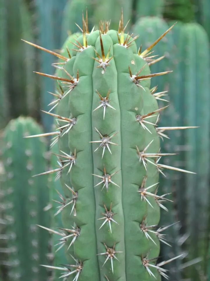 San Pedro Cactus (Trichocereus Pachanoi) — This cactus prefers well-drained soils and full sun exposure