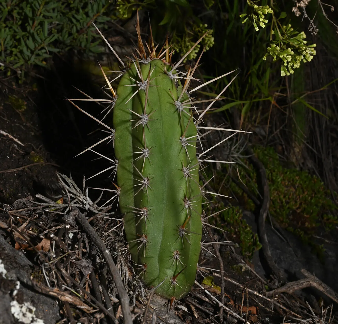 San Pedro Cactus (Trichocereus Pachanoi) — As a drought-tolerant plant; it grows at a moderate rate of about 4 to 12 inches per year, image 56