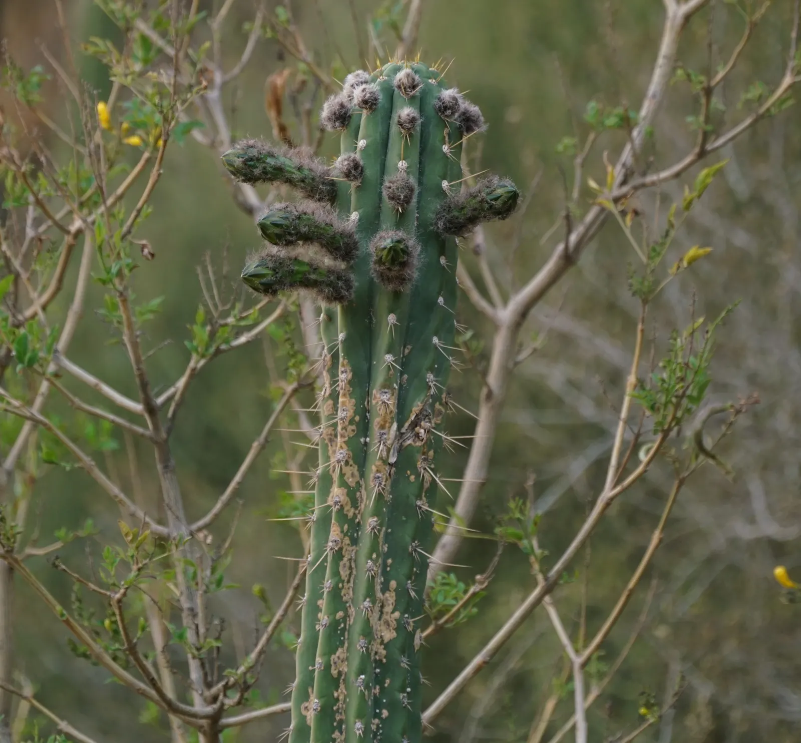 San Pedro Cactus (Trichocereus Pachanoi) — with a diameter of approximately 6 inches; green body is punctuated by areoles producing white