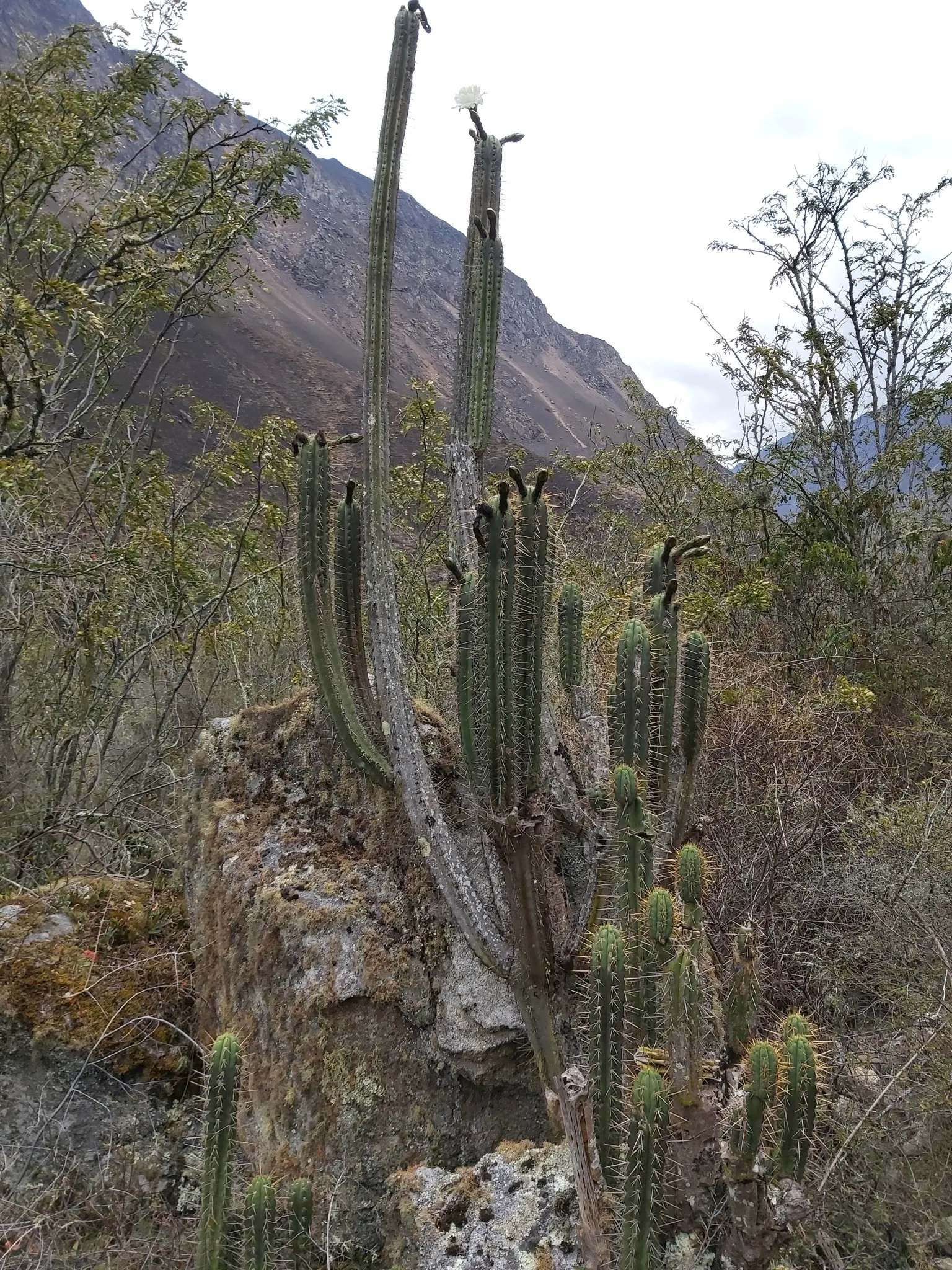 San Pedro Cactus (Trichocereus Pachanoi) — it grows at a moderate rate of about 4 to 12 inches per year