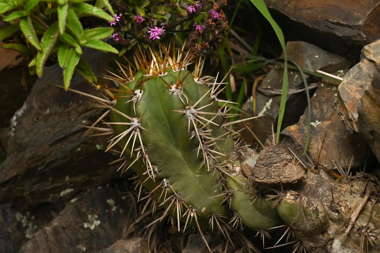 San Pedro Cactus (Trichocereus Pachanoi) — This cactus prefers well-drained soils and full sun exposure; it provides architectural interest and an exotic touch
