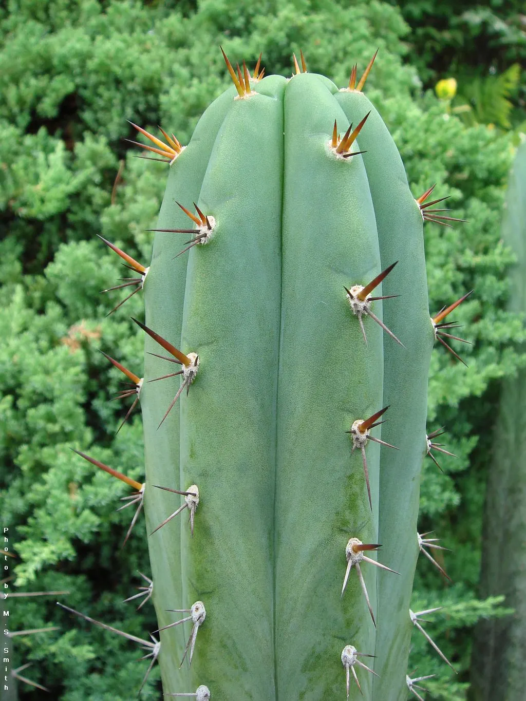 San Pedro Cactus (Trichocereus Pachanoi) — cactus for full or half
