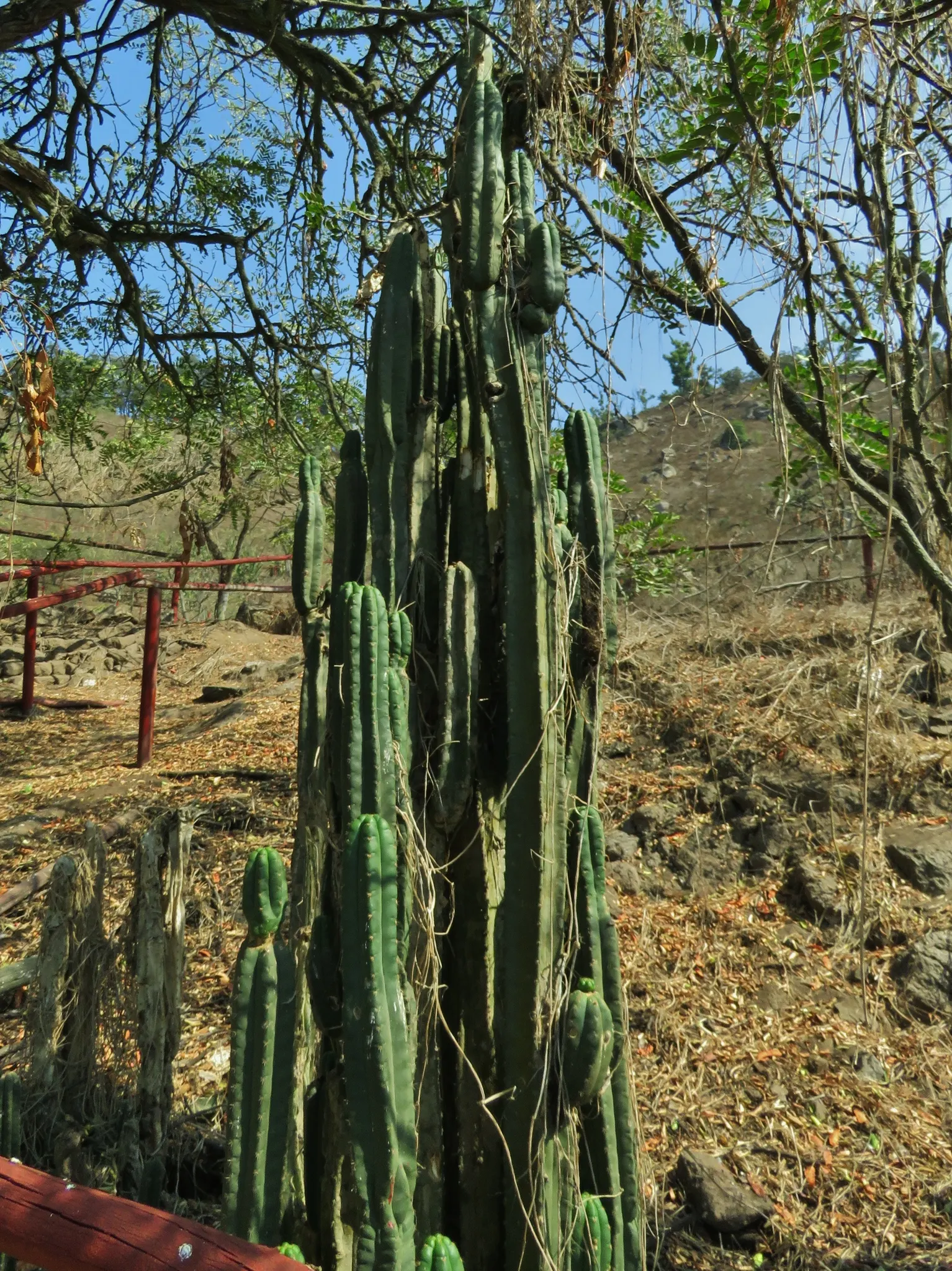 San Pedro Cactus (Trichocereus Pachanoi) — This cactus prefers well-drained soils and full sun exposure; it provides architectural interest and an, image 66