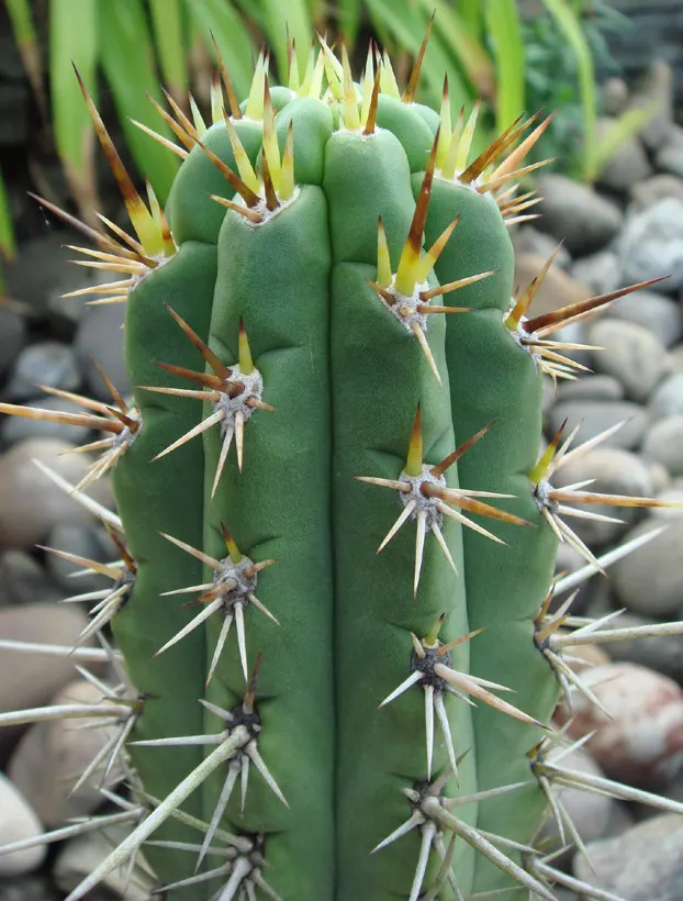 San Pedro Cactus (Trichocereus Pachanoi) — It provides architectural interest and an exotic touch that can complement a variety of outdoor styles, image 39