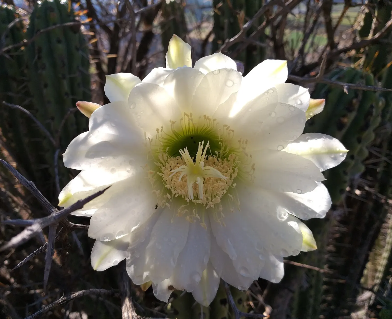 San Pedro Cactus (Trichocereus Pachanoi) — This plant is well suited for a prominent spot in your garden design due to its impressive and, image 49