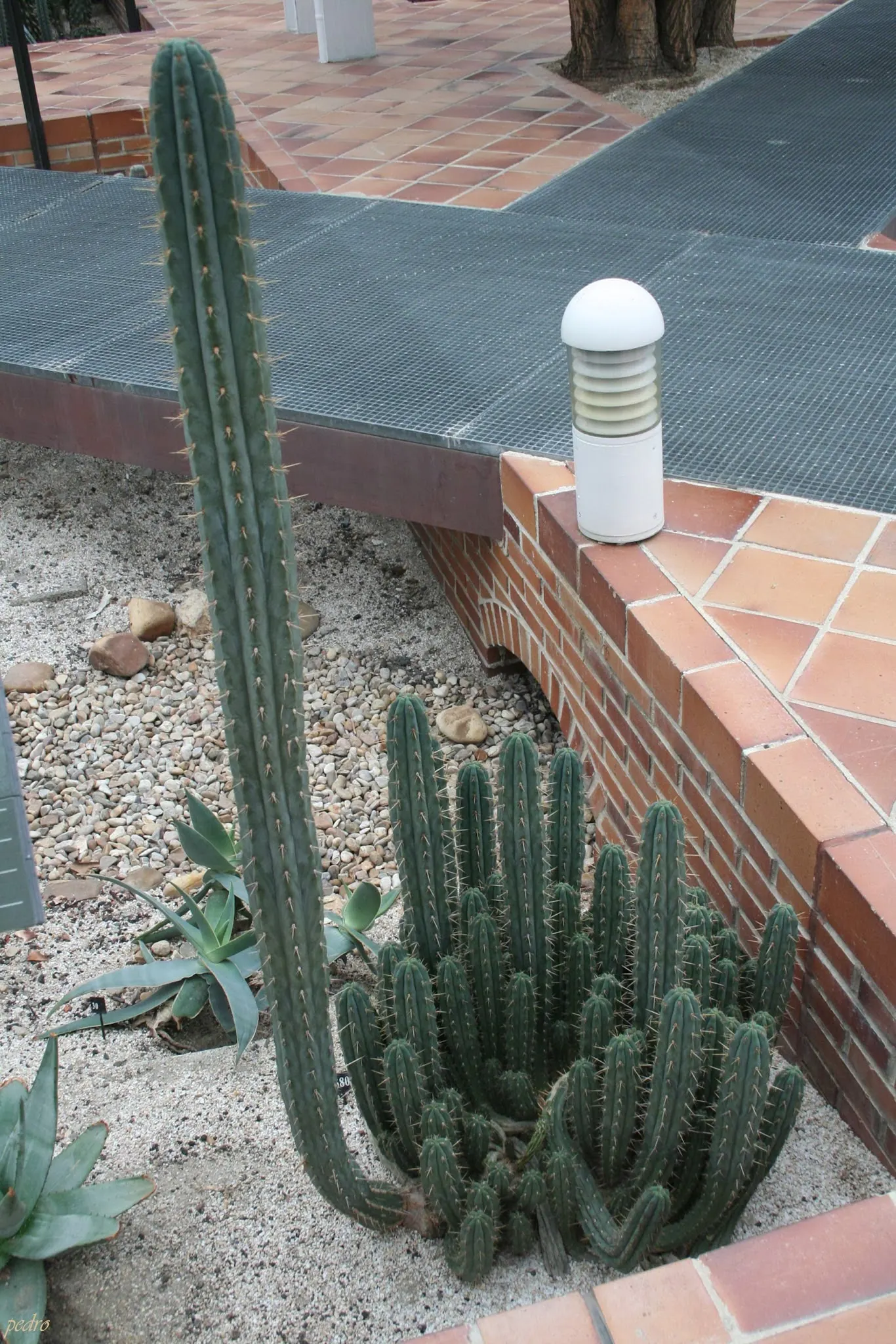 San Pedro Cactus (Trichocereus Pachanoi) — white flowers in the garden; green body is punctuated by areoles producing white