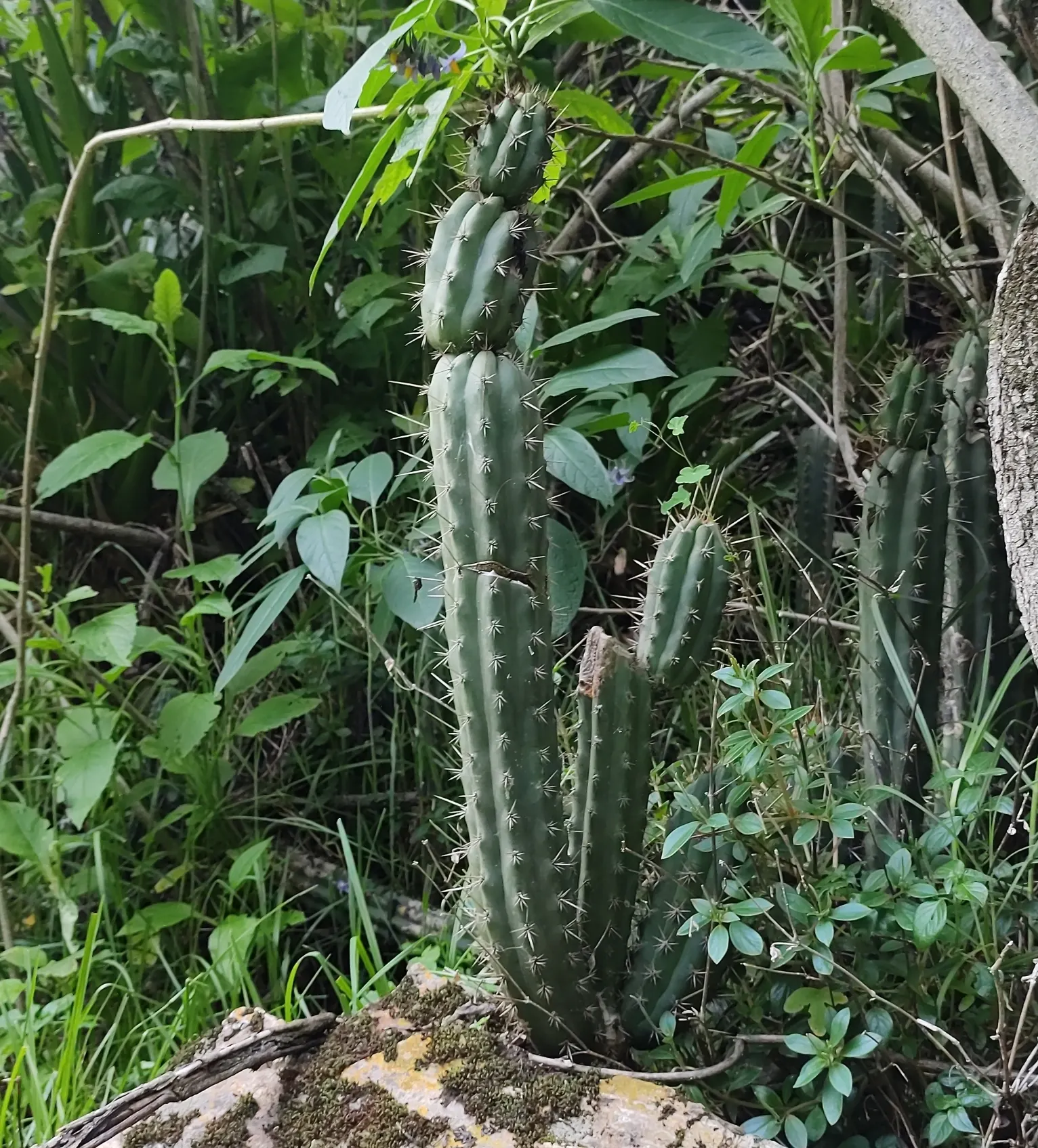 San Pedro Cactus (Trichocereus Pachanoi) — consider its dramatic vertical form as a focal point among lower-growing succulents and xeriscape plants; it grows