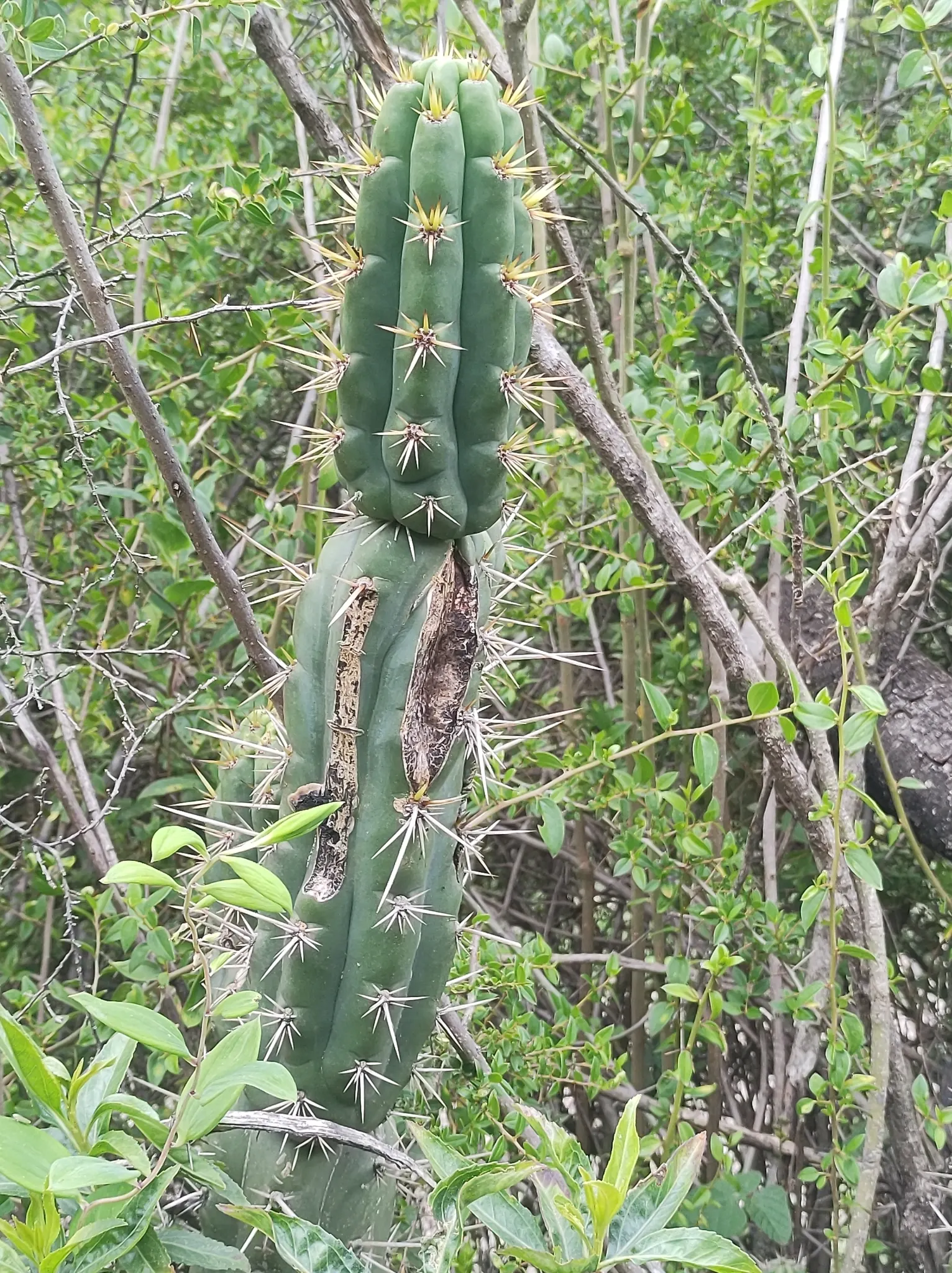 San Pedro Cactus (Trichocereus Pachanoi) — It requires full sun exposure for optimal growth but can tolerate some light shade; green body is punctuated by