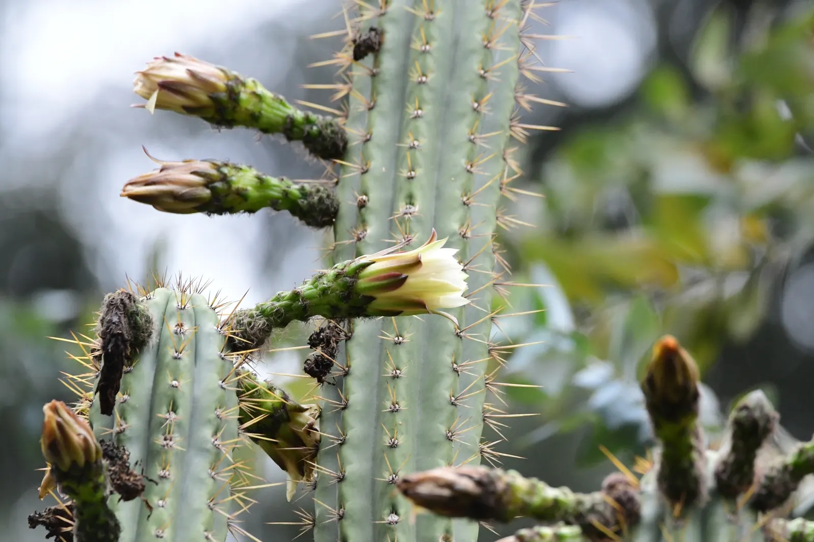 San Pedro Cactus (Trichocereus Pachanoi) — This plant is well suited for a prominent spot in your garden design due to its impressive and, image 28