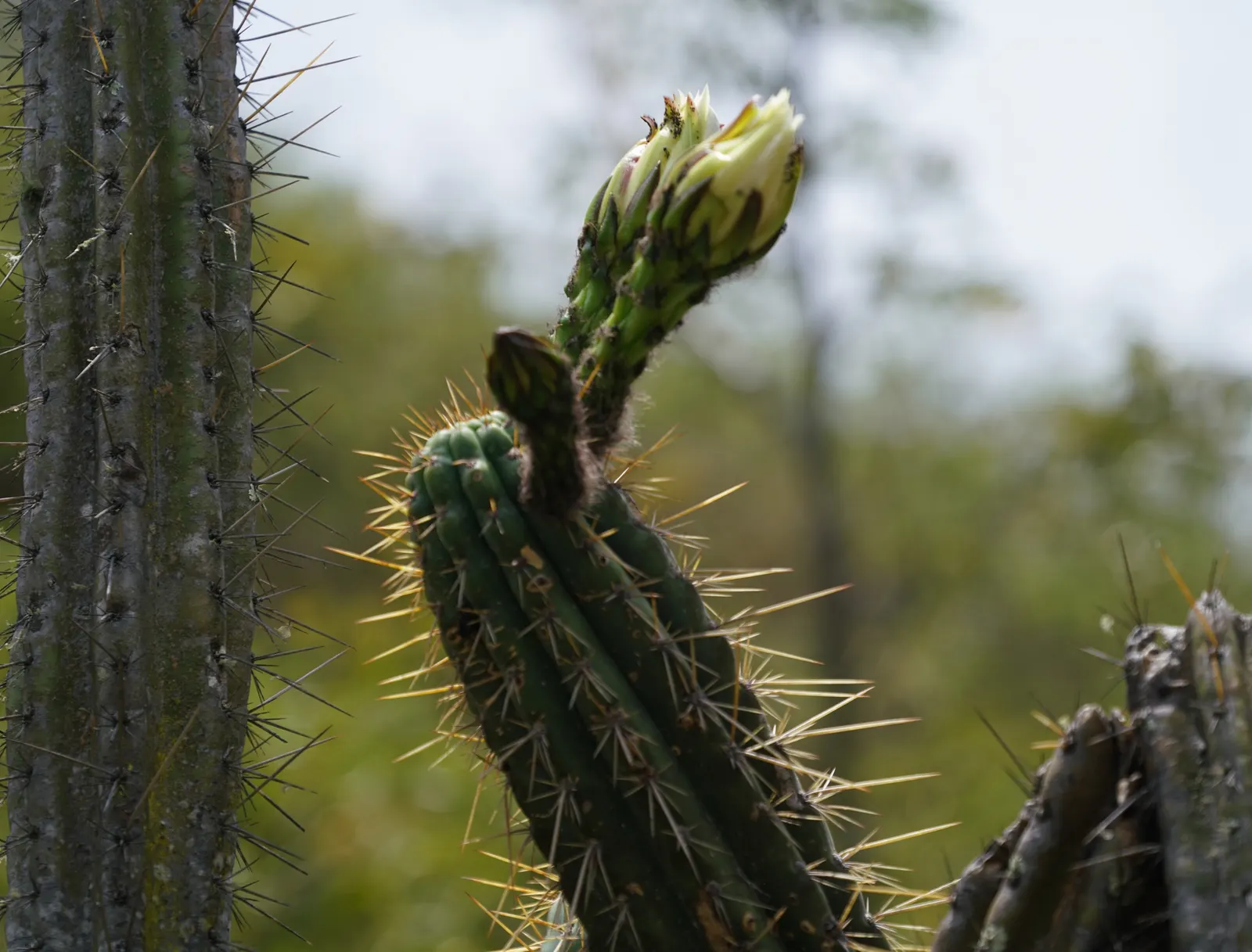 San Pedro Cactus (Trichocereus Pachanoi) — it is low-maintenance and only needs occasional watering once established; it provides architectural, image 57