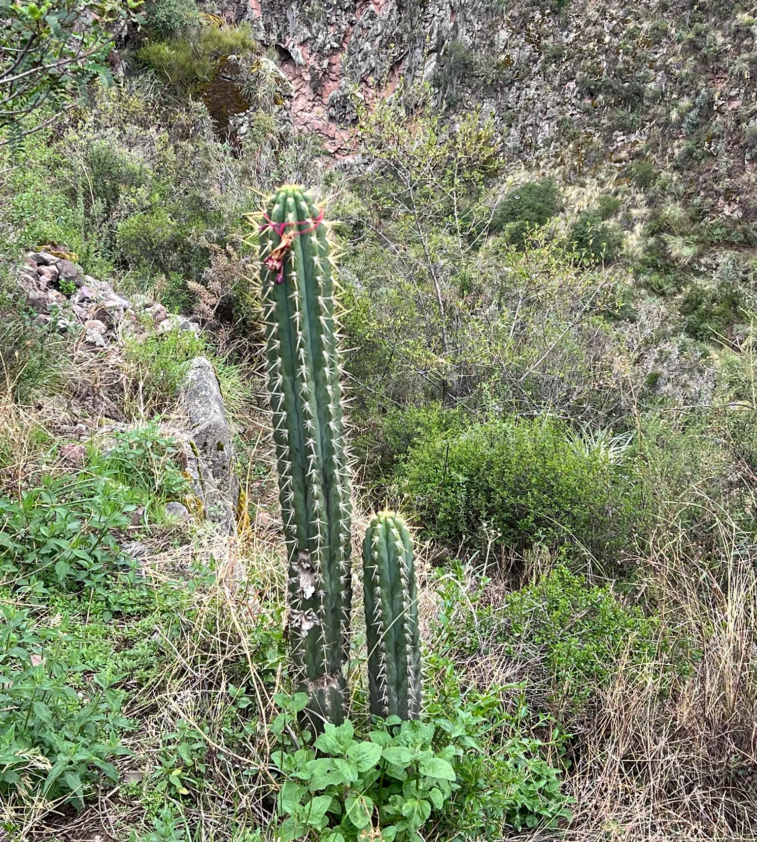 San Pedro Cactus (Trichocereus Pachanoi) — is a columnar cactus native to the Andes Mountains in South America; it provides architectural interest, image 48