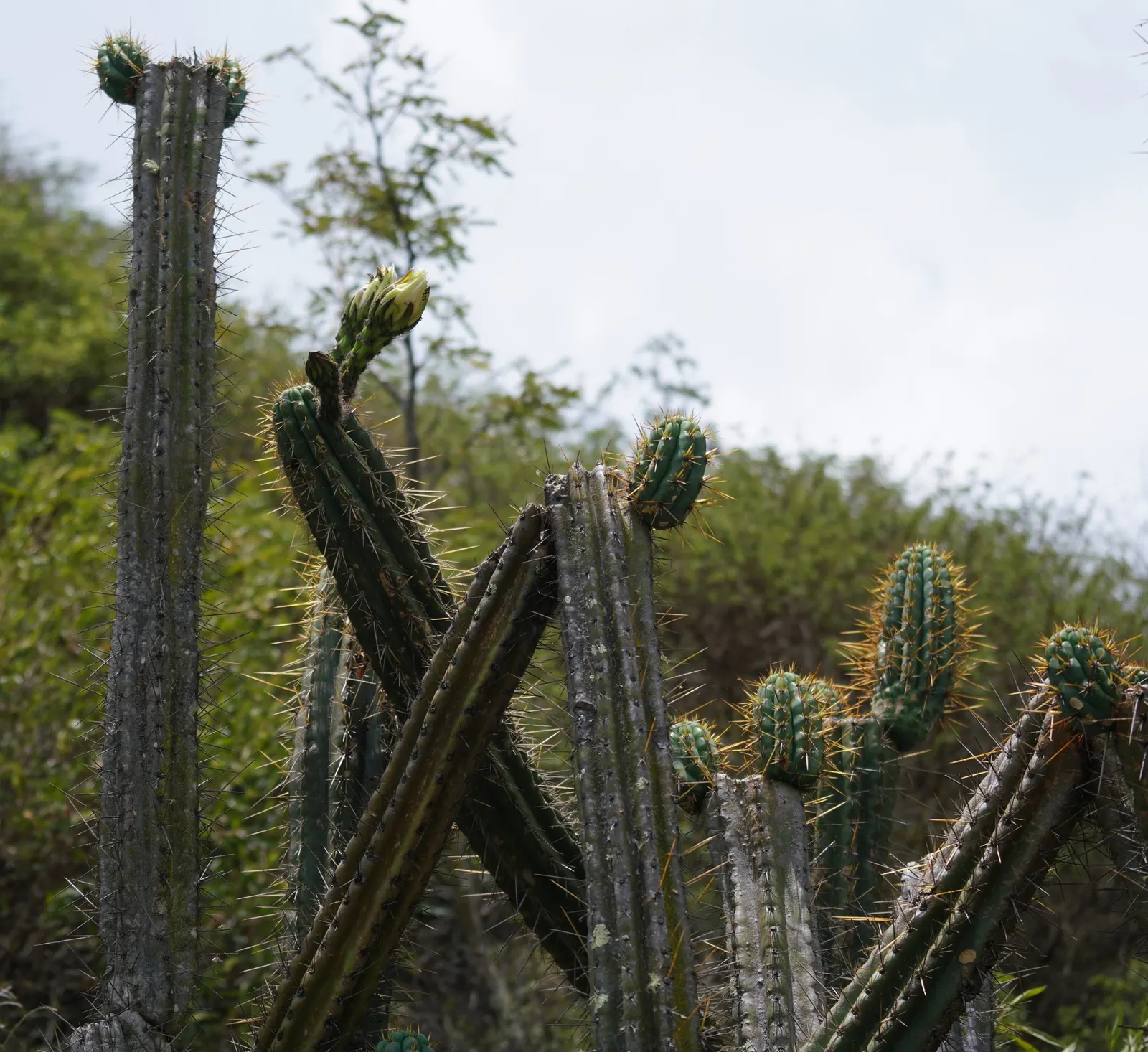 San Pedro Cactus (Trichocereus Pachanoi) — it is low-maintenance and only needs occasional watering once established; it provides architectural interest and an