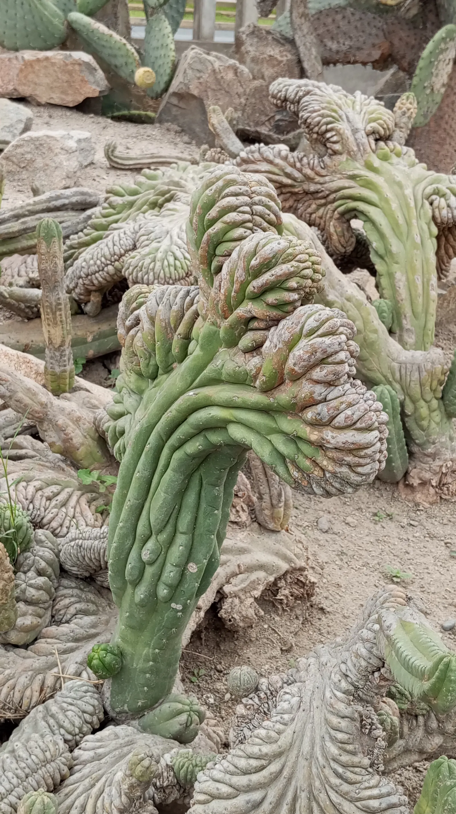 San Pedro Cactus (Trichocereus Pachanoi) — green body is punctuated by areoles producing white, image 67