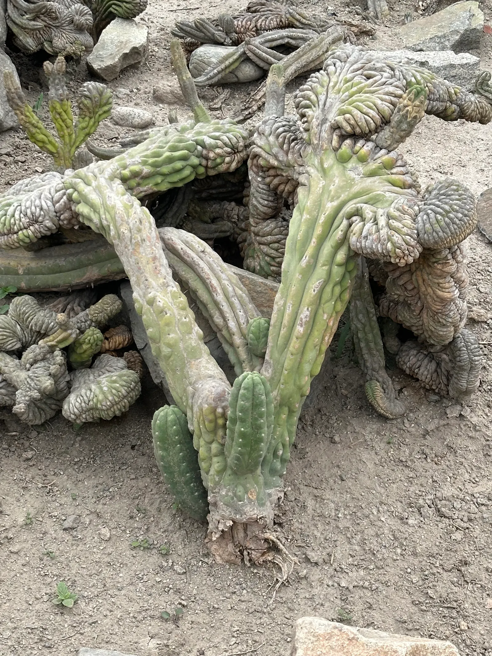 San Pedro Cactus (Trichocereus Pachanoi) — The San Pedro Cactus, or Trichocereus pachanoi, is a fast-growing columnar cactus native to the Andes, image 64