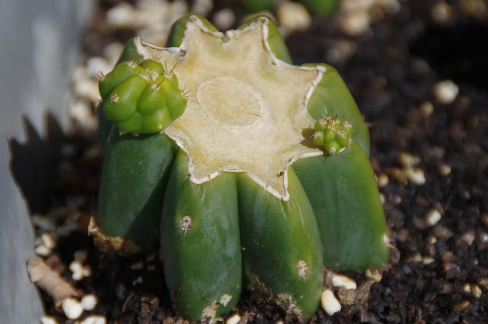 San Pedro Cactus (Trichocereus Pachanoi) — it grows at a moderate rate of about 4 to 12 inches per year, image 53