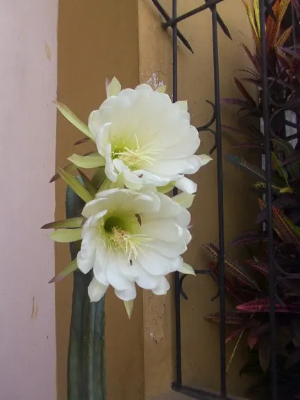 San Pedro Cactus (Trichocereus Pachanoi) — cactus with white blooms; it grows at a moderate rate of about 4 to 12 inches per year