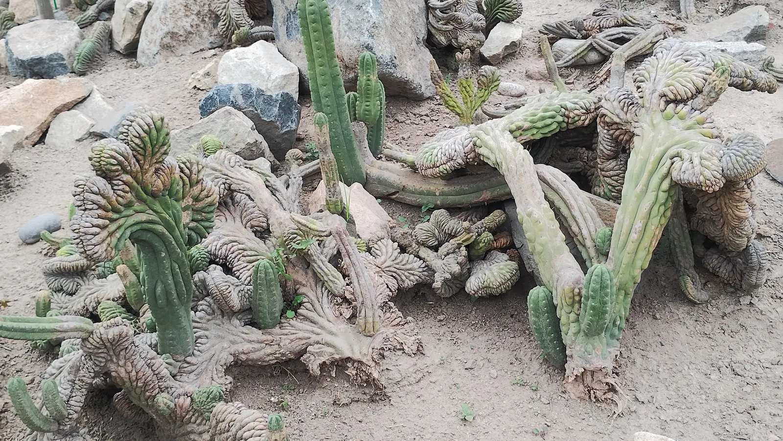 San Pedro Cactus (Trichocereus Pachanoi) — making it ideal for water-wise landscapes.<br><br>When designing a garden with the San Pedro Cactus; green body is