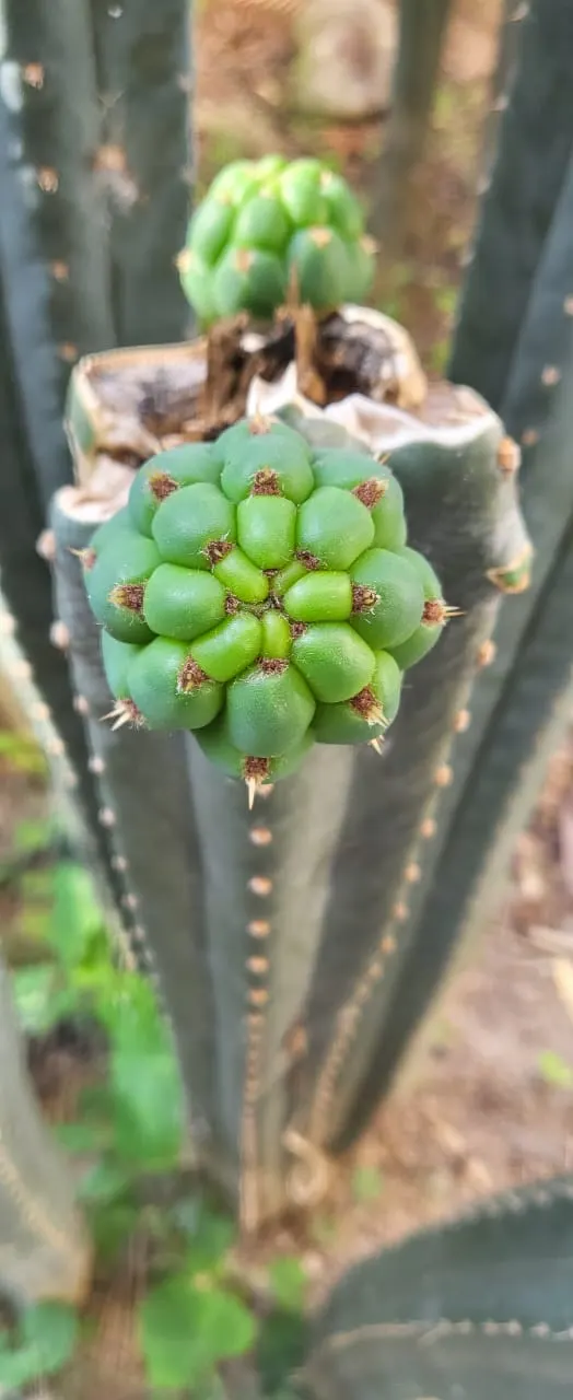 San Pedro Cactus (Trichocereus Pachanoi) — which can reach heights of 10 to 20 feet at maturity; it provides architectural interest and an exotic, image 51
