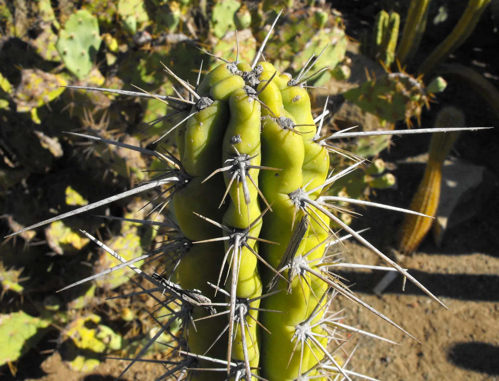 San Pedro Cactus (Trichocereus Pachanoi) — with a diameter of approximately 6 inches