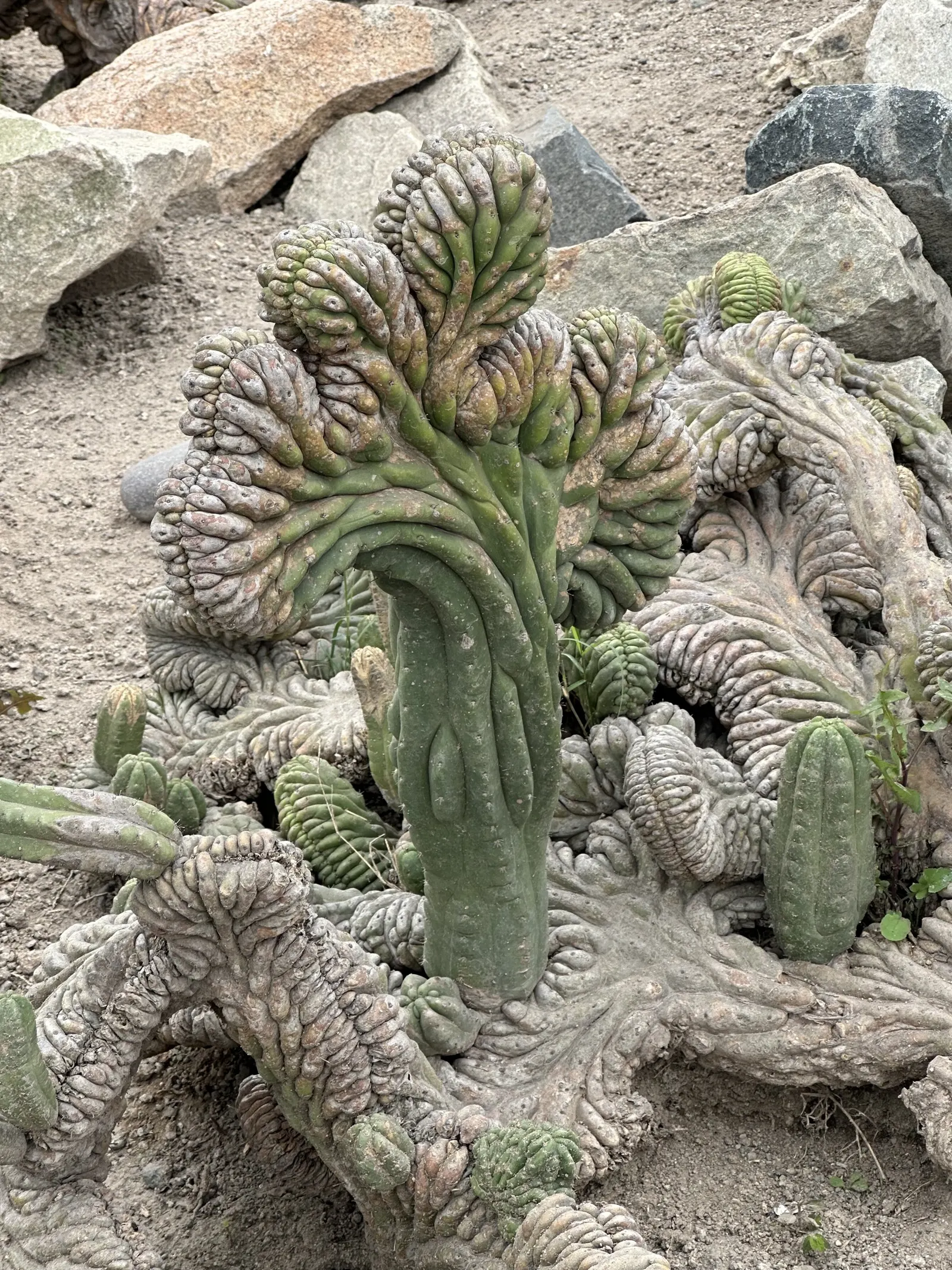 San Pedro Cactus (Trichocereus Pachanoi) — green body is punctuated by areoles producing white, image 25