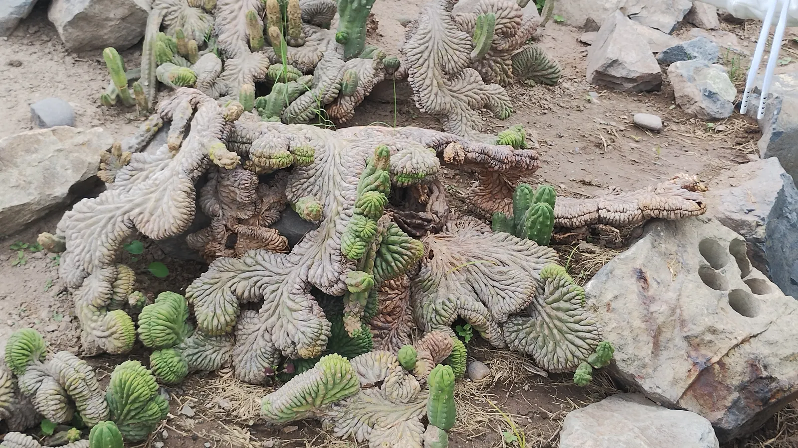 San Pedro Cactus (Trichocereus Pachanoi) — The San Pedro Cactus, or Trichocereus pachanoi, is a fast-growing columnar cactus native to the Andes