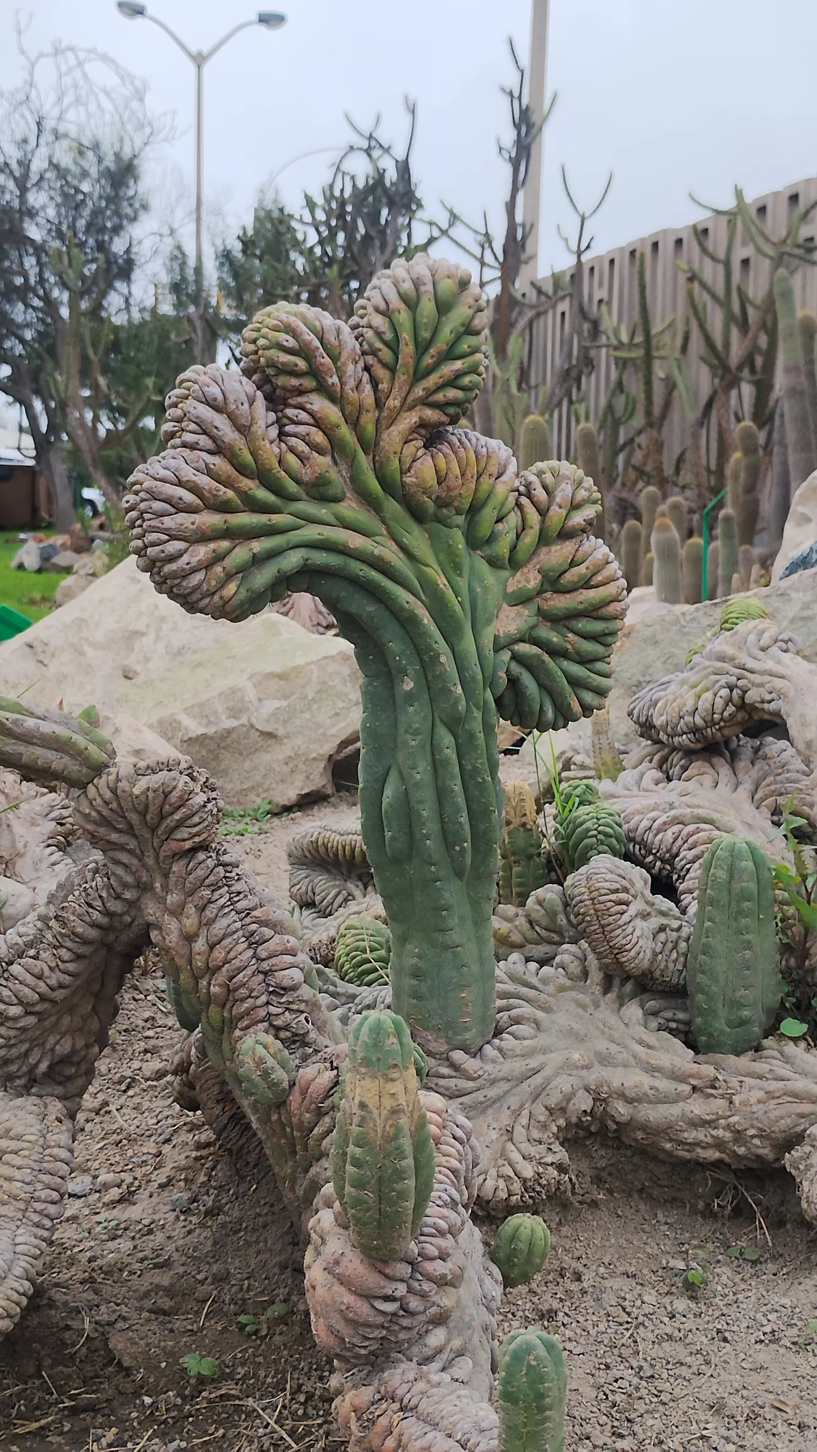 San Pedro Cactus (Trichocereus Pachanoi) — It requires full sun exposure for optimal growth but can tolerate some light shade
