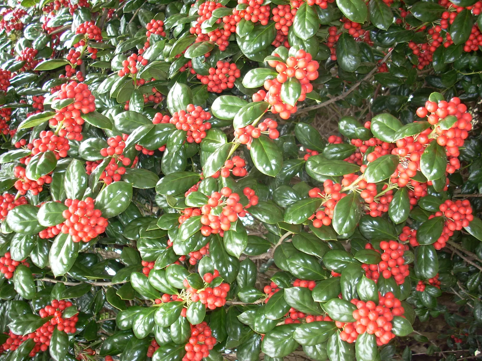 Burford Holly (Ilex Cornuta 'Burfordii') — The Burford Holly (Ilex cornuta 'Burfordii') is an evergreen shrub