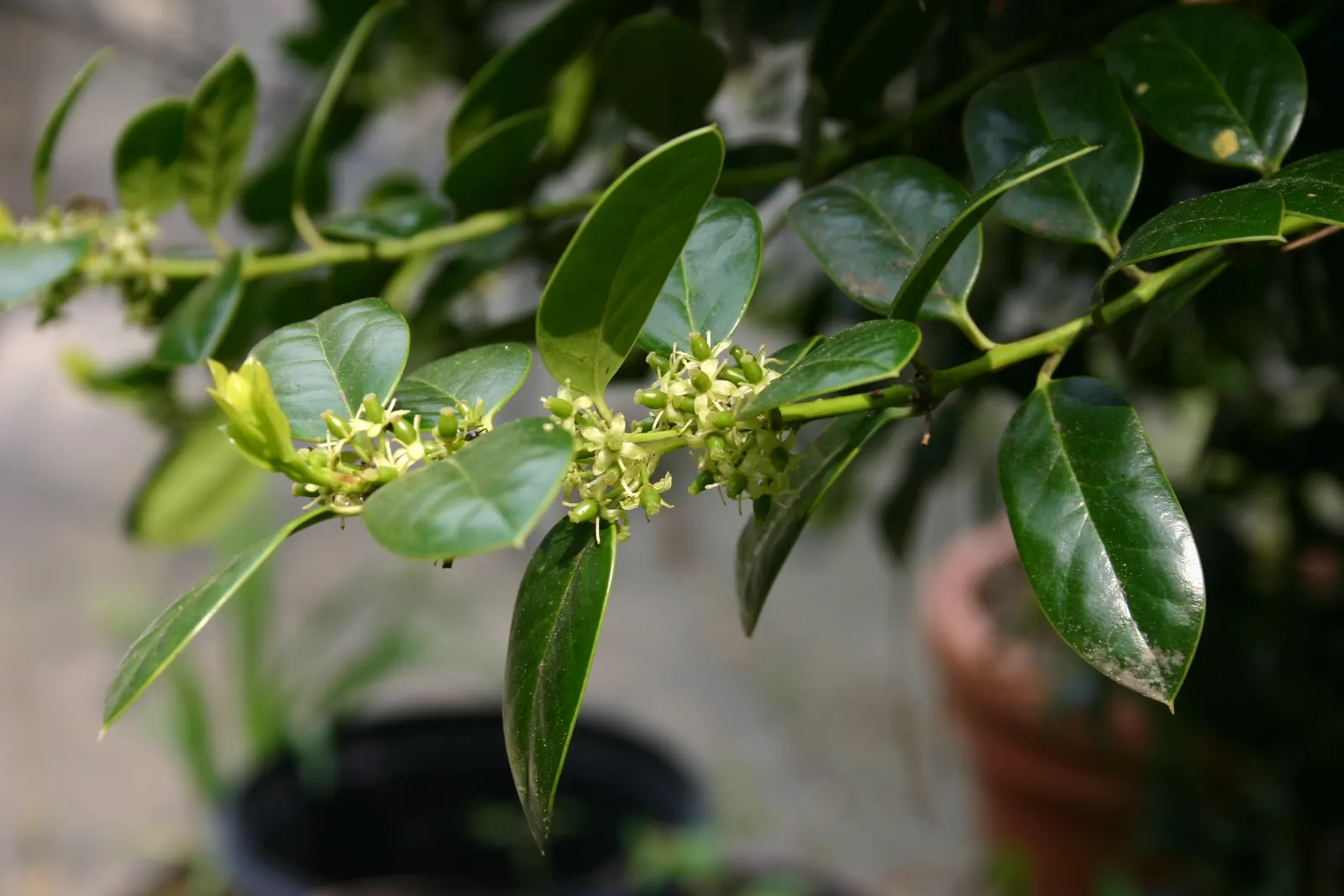 Burford Holly (Ilex Cornuta 'Burfordii') — glossy foliage and solitary red berries