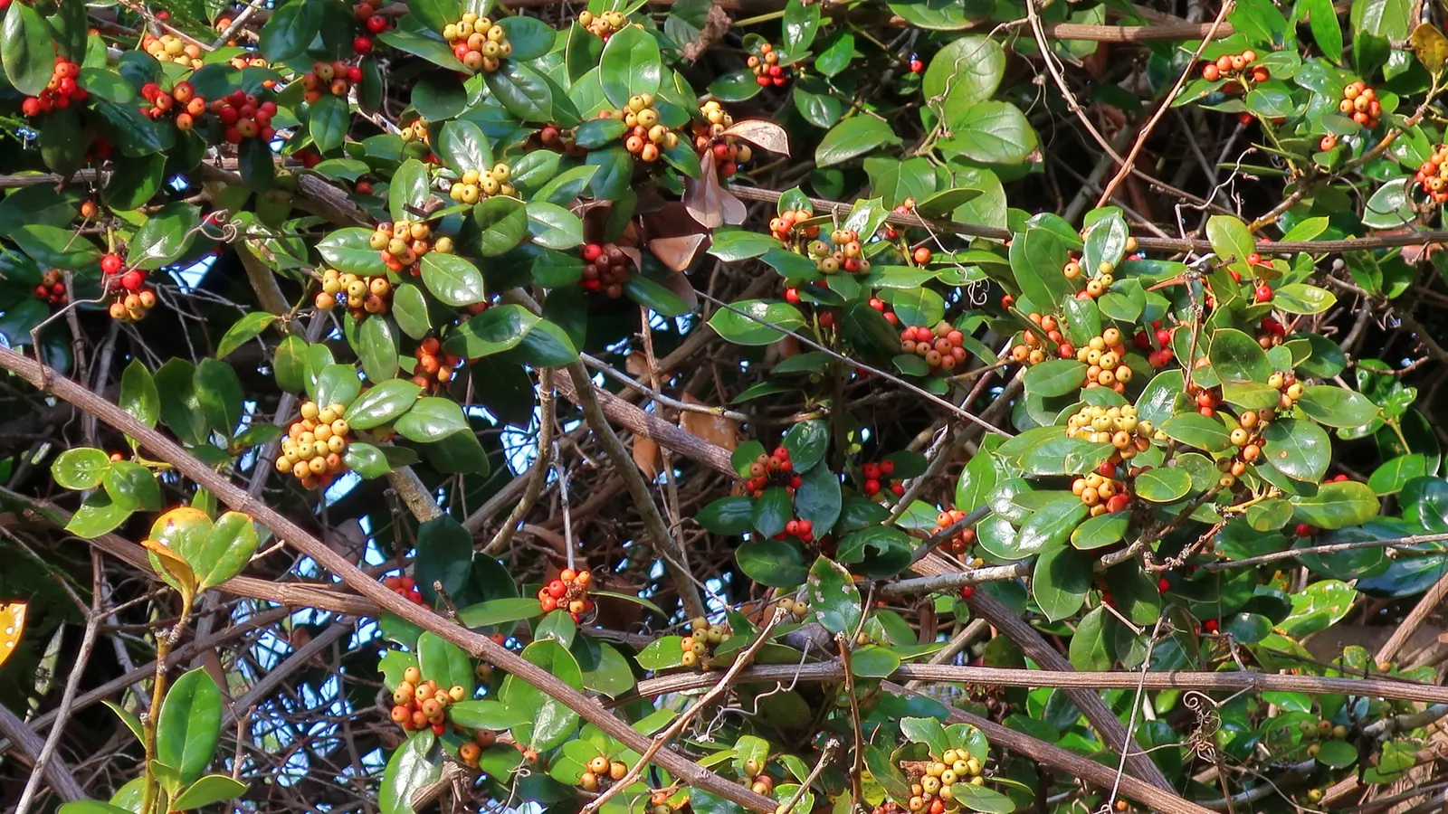 Burford Holly (Ilex Cornuta 'Burfordii') — Resilient in USDA zones 7-9, it thrives in full sun to part shade