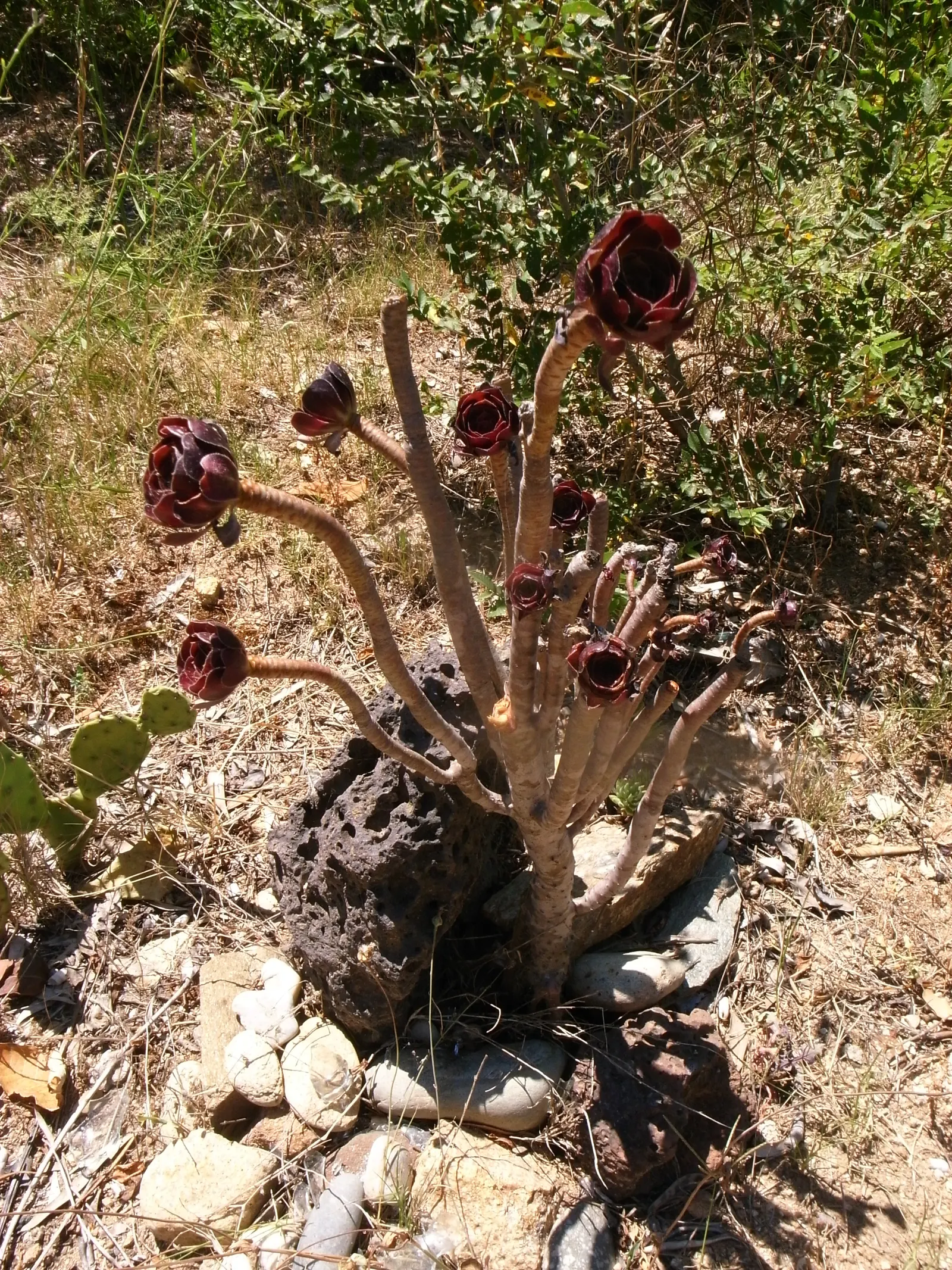 Aeonium Cultivars (Aeonium Cvs.) — These drought-tolerant plants prefer well-drained soil and full to partial sunlight