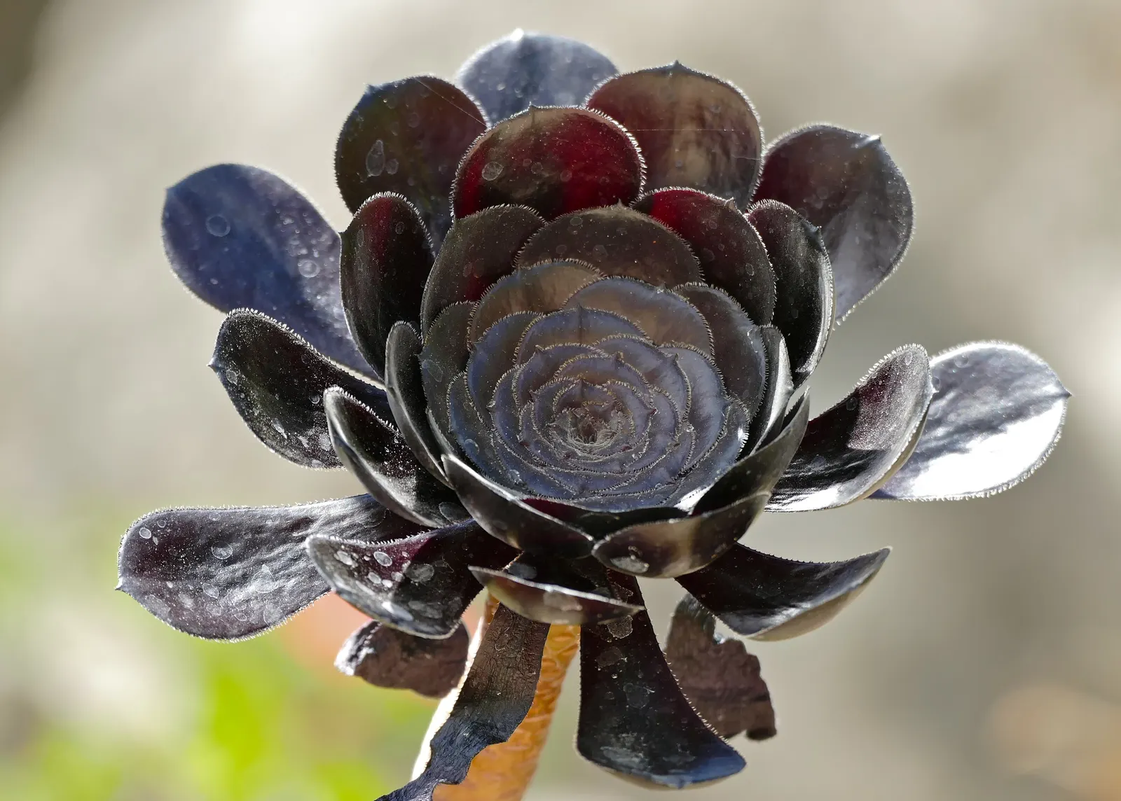 Aeonium Cultivars (Aeonium Cvs.) — Aeonium cultivars are striking succulents characterized by rosettes of fleshy leaves