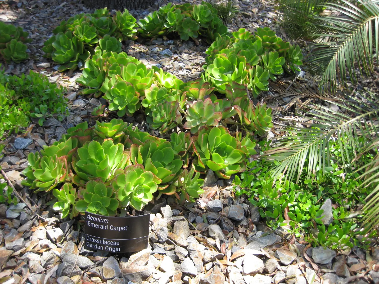 Aeonium Cultivars (Aeonium Cvs.) — Ideal for Mediterranean or rock gardens