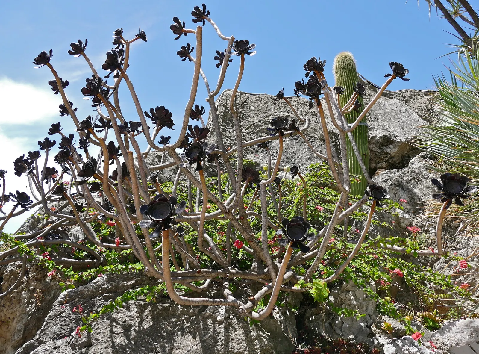 Aeonium Cultivars (Aeonium Cvs.) — They range in size from 6 inches to several feet in height and width, providing architectural interest