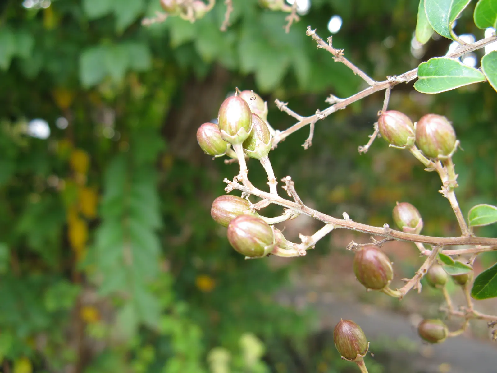 Chinese Crape Myrtle (Lagerstroemia indica) — and use it as a focal point or to line pathways, image 50
