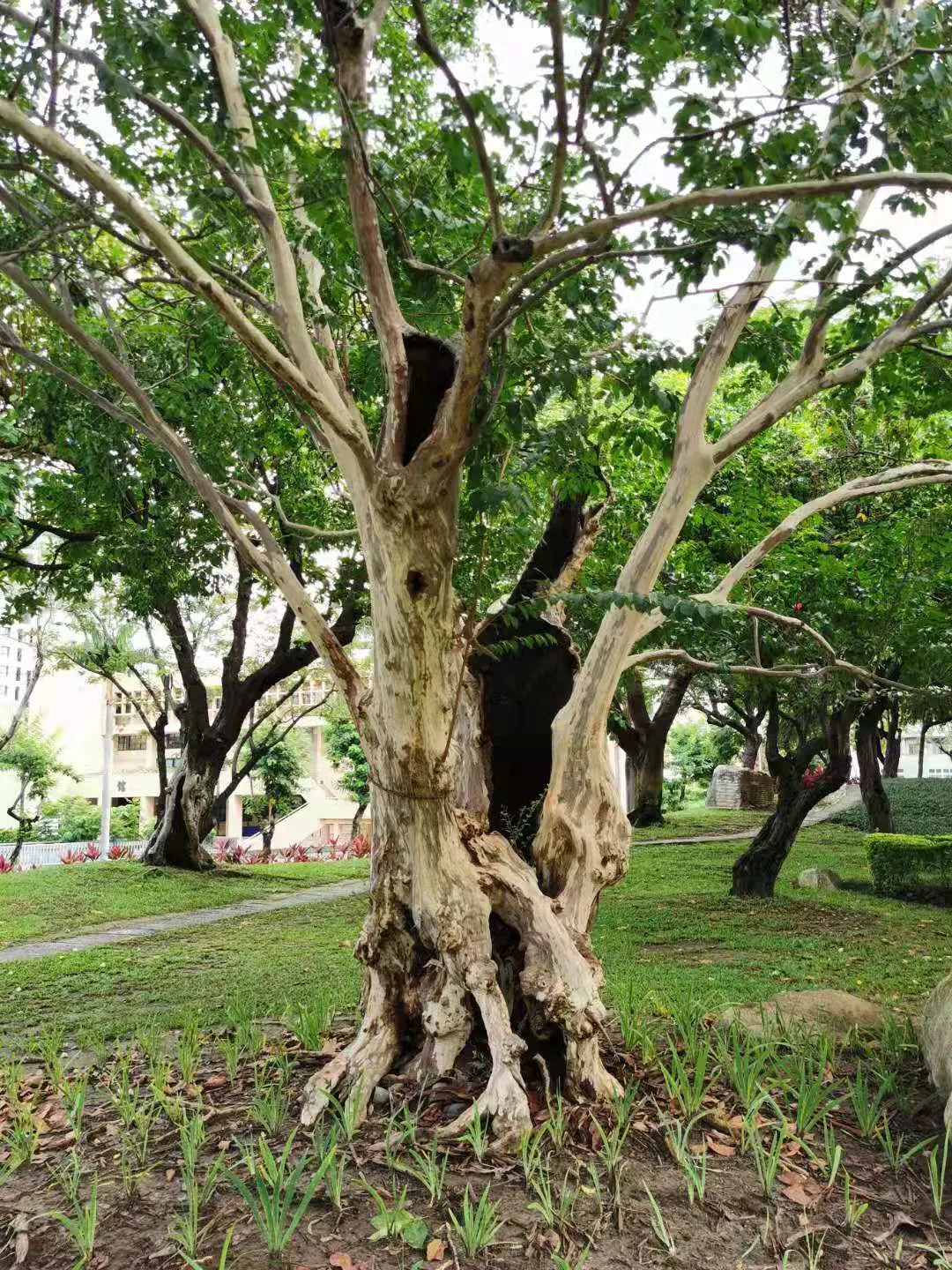 Chinese Crape Myrtle (Lagerstroemia indica) — adding textural interest throughout the year