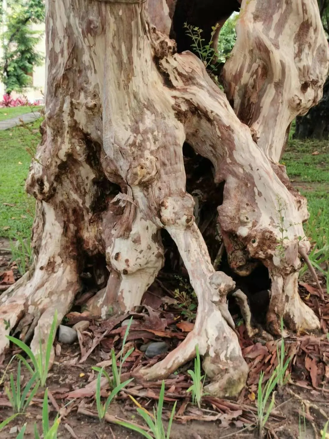 Chinese Crape Myrtle (Lagerstroemia indica) — with a spread of 15-25 feet, image 32