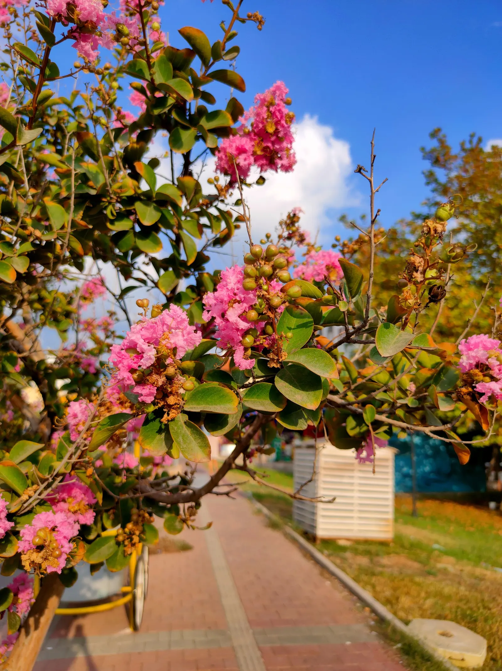 Chinese Crape Myrtle (Lagerstroemia indica) — making it a stunning focal point for any temperate landscape design; tree with white blooms
