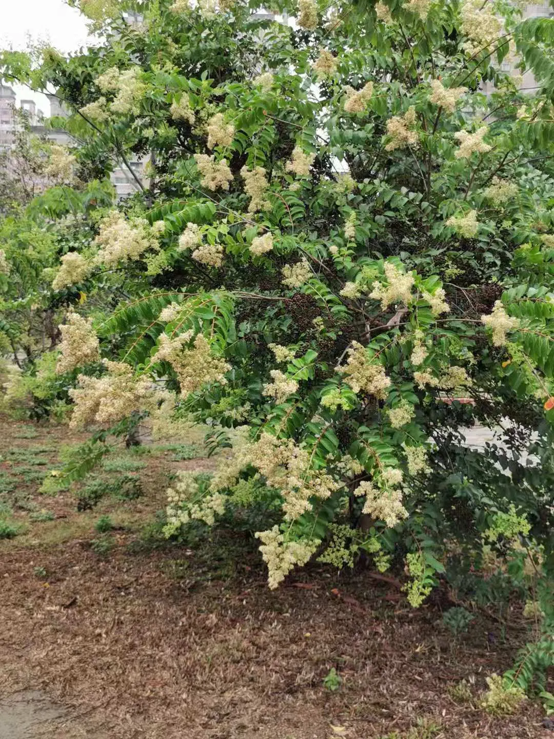 Chinese Crape Myrtle (Lagerstroemia indica) — consider its seasonal characteristics; providing a delicate and colorful spectacle that attracts pollinators like